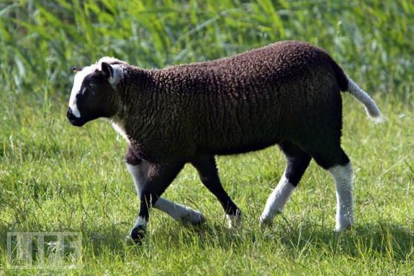 Very weird animals (27 pics)