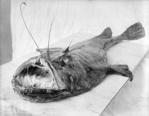 Very weird animals (27 pics)