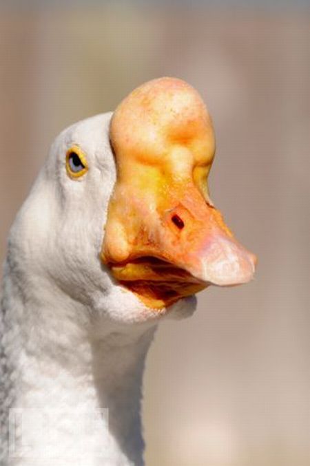 Very weird animals (27 pics)
