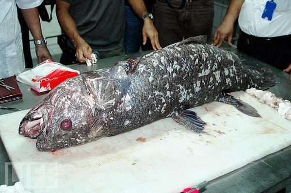 Very weird animals (27 pics)
