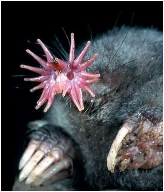 Very weird animals (27 pics)