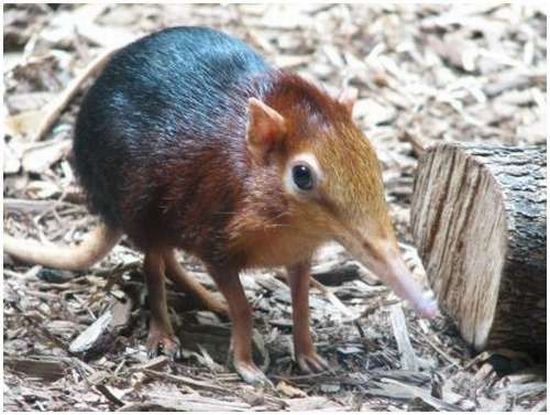 Very weird animals (27 pics)
