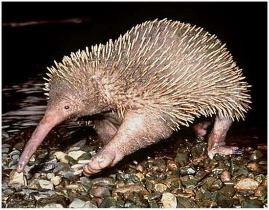 Very weird animals (27 pics)