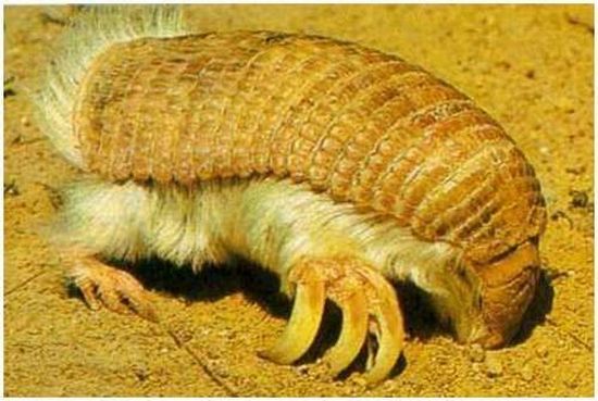 Very weird animals (27 pics)