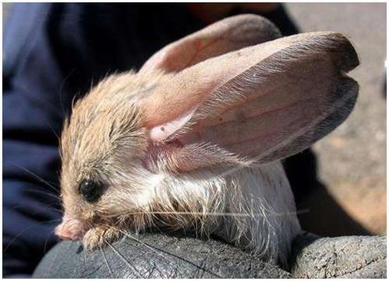 Very weird animals (27 pics)