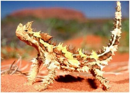Very weird animals (27 pics)