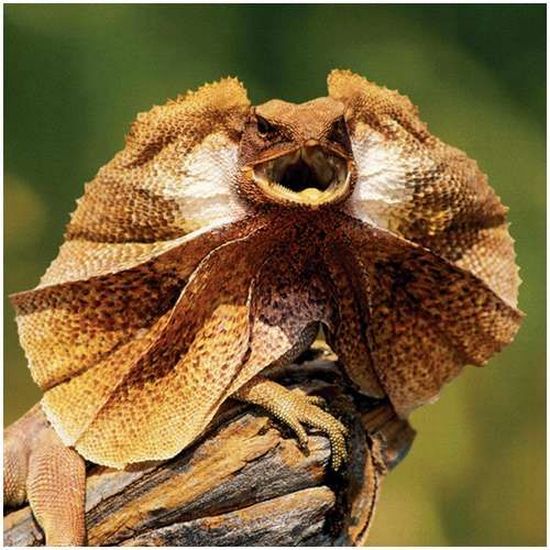 Very weird animals (27 pics)