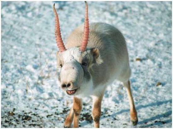 Very weird animals (27 pics)