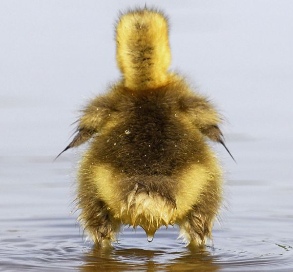 The positive emotion of the day. Duck family (4 pics)