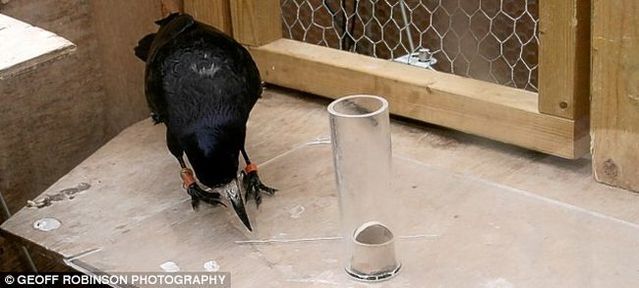 The Rook is a highly intelligent bird (4 pics)