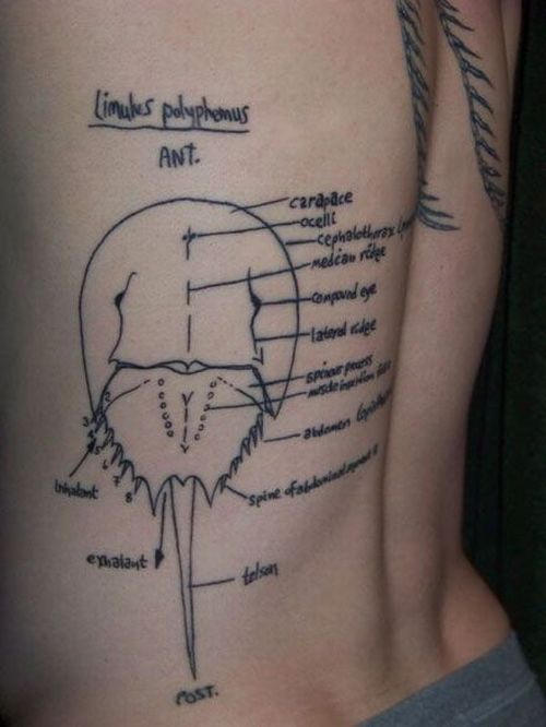 Scientific tattoos (62 photos)