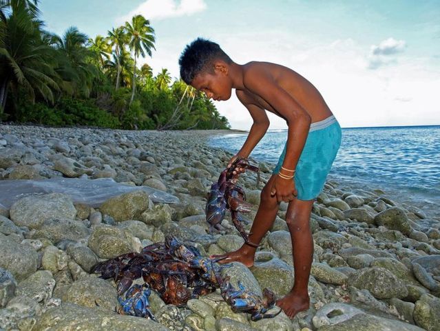 Giant coconut crab (27 pics)