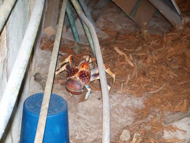 Giant coconut crab (27 pics)