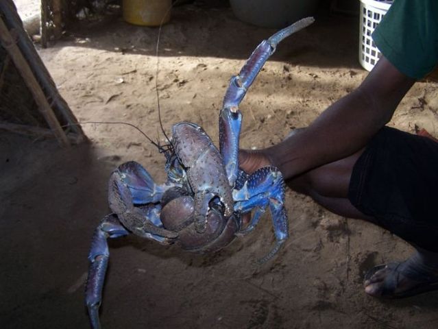 Giant coconut crab (27 pics)