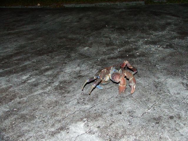 Giant coconut crab (27 pics)