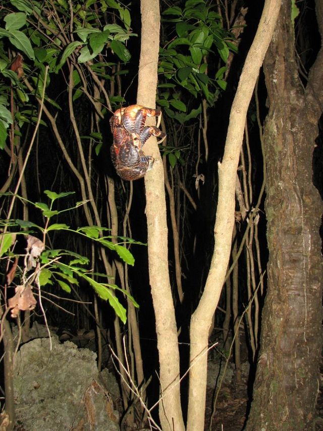 Giant coconut crab (27 pics)