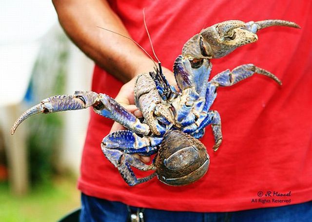 Giant coconut crab (27 pics)