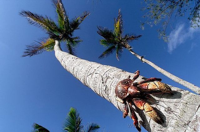 Giant coconut crab (27 pics)
