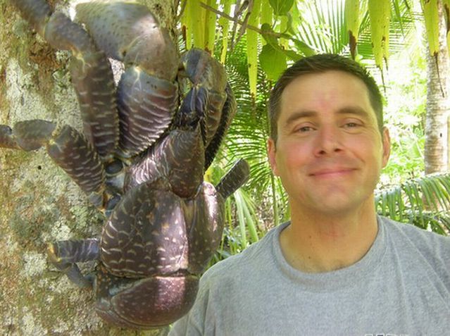Giant coconut crab (27 pics)