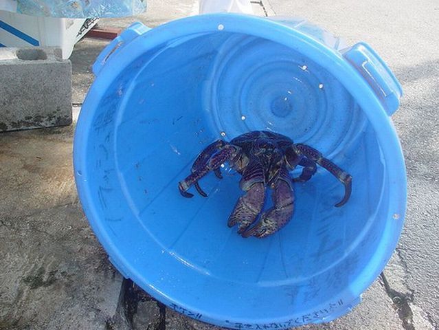 Giant coconut crab (27 pics)