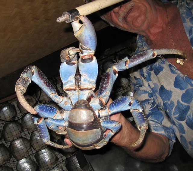 Giant coconut crab (27 pics)