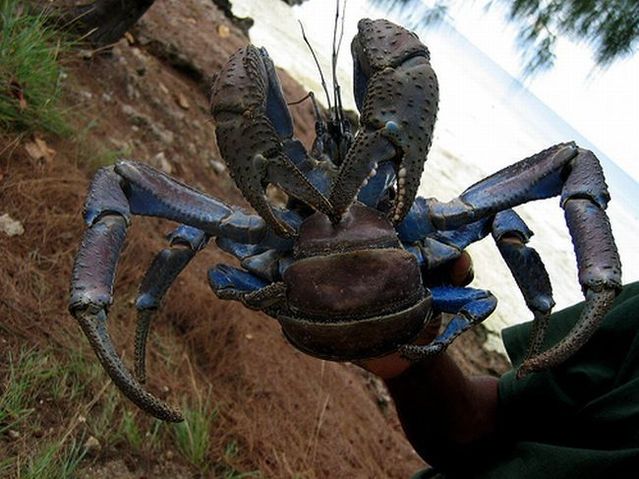 Giant coconut crab (27 pics)