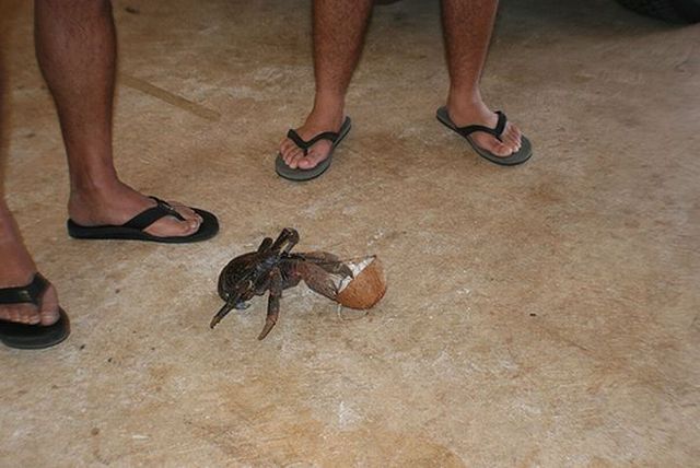 Giant coconut crab (27 pics)