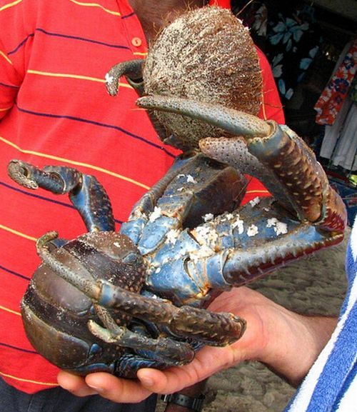 Giant coconut crab (27 pics)