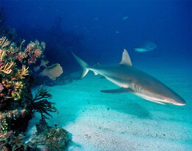 Australia – The Great Barrier Reef (43 pics)