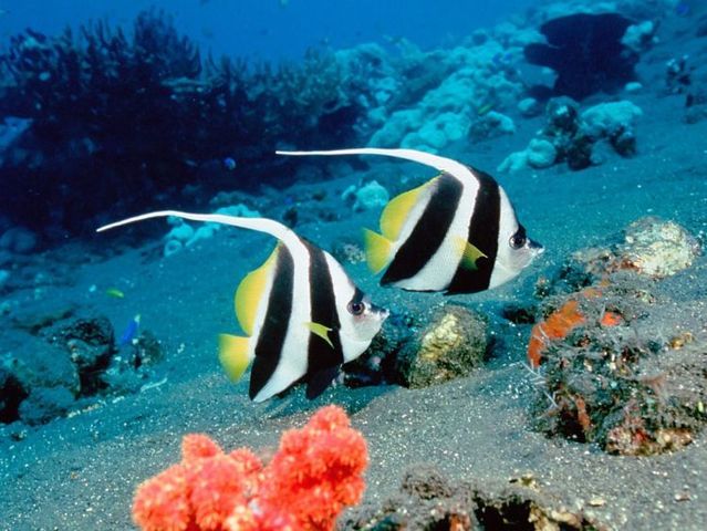 Australia – The Great Barrier Reef (43 pics)