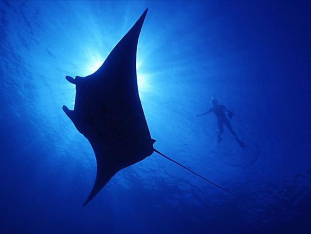 Australia – The Great Barrier Reef (43 pics)