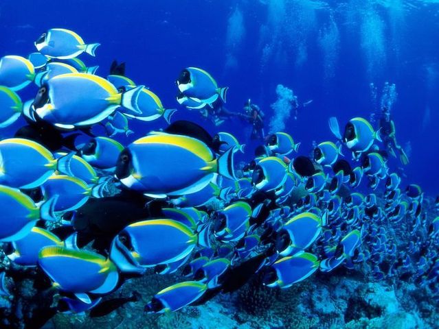 Australia – The Great Barrier Reef (43 pics)