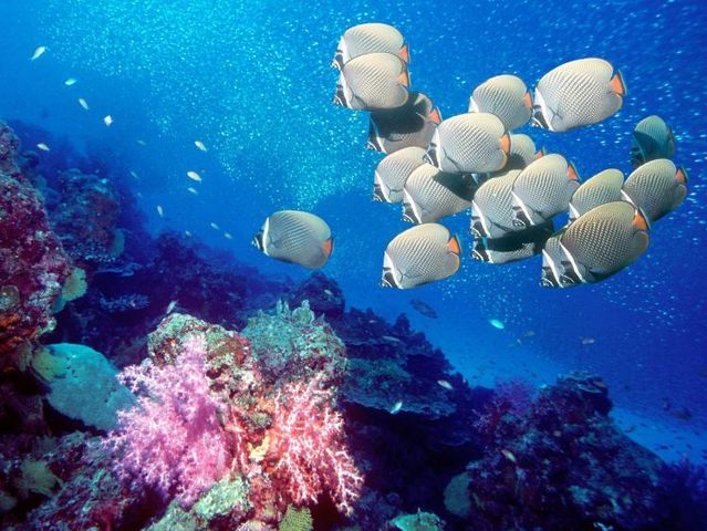 Australia – The Great Barrier Reef (43 pics)