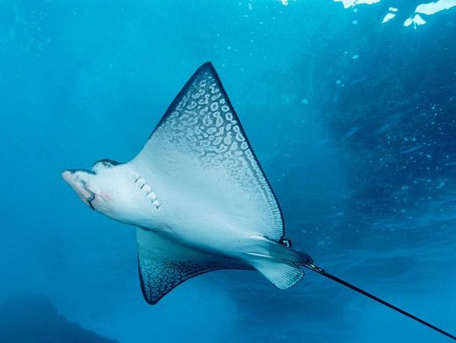 Australia – The Great Barrier Reef (43 pics)