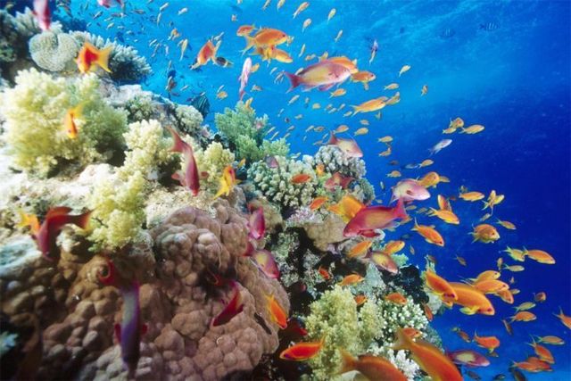 Australia – The Great Barrier Reef (43 pics)