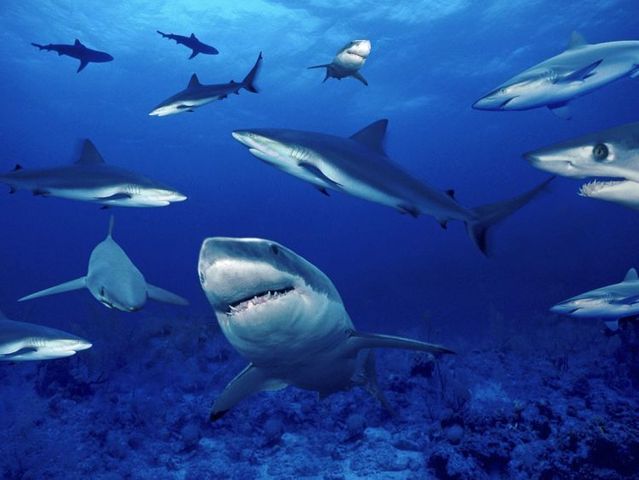 Australia – The Great Barrier Reef (43 pics)