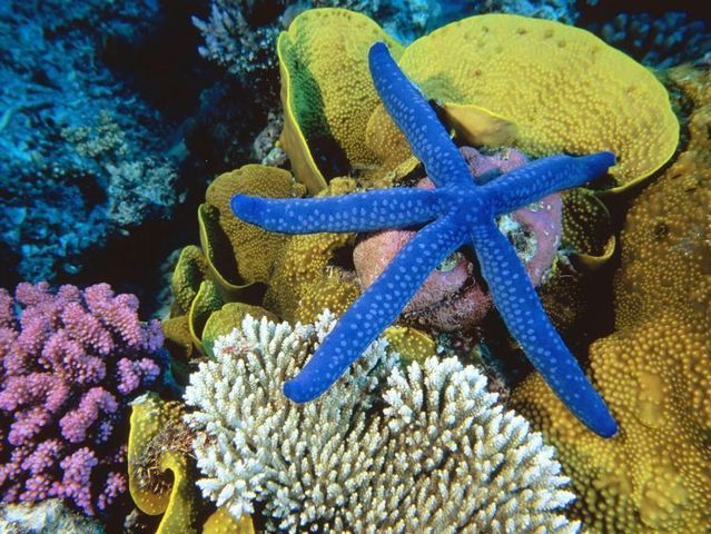 Australia – The Great Barrier Reef (43 pics)