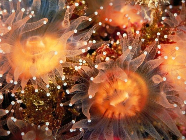 Australia – The Great Barrier Reef (43 pics)