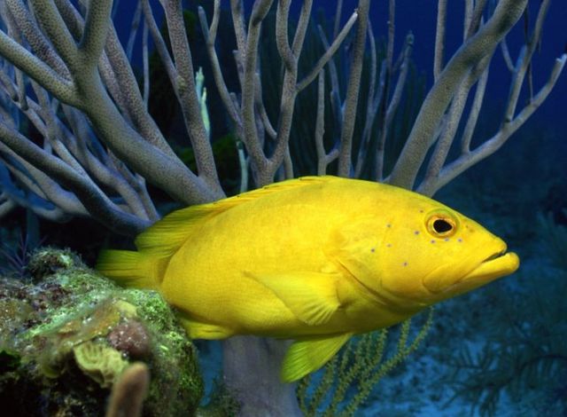 Australia – The Great Barrier Reef (43 pics)
