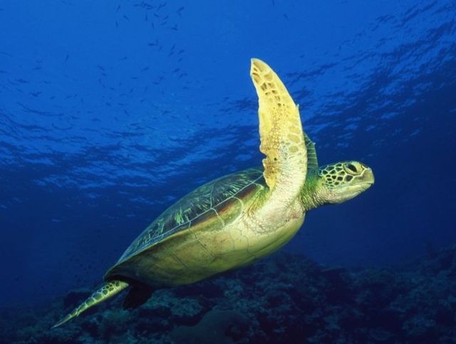 Australia – The Great Barrier Reef (43 pics)