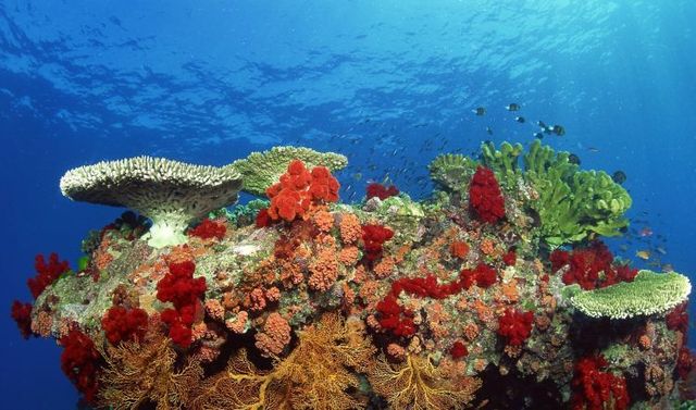 Australia – The Great Barrier Reef (43 pics)