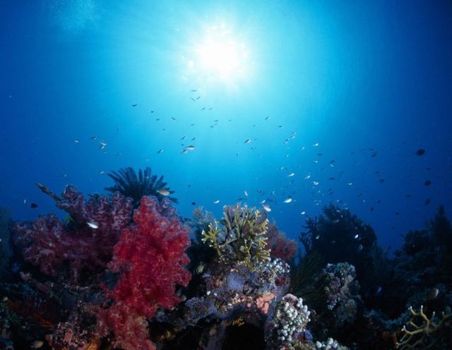 Australia – The Great Barrier Reef (43 pics)