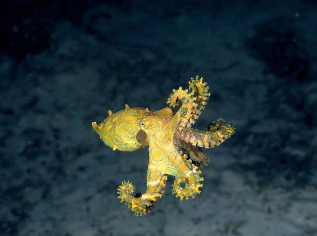Australia – The Great Barrier Reef (43 pics)