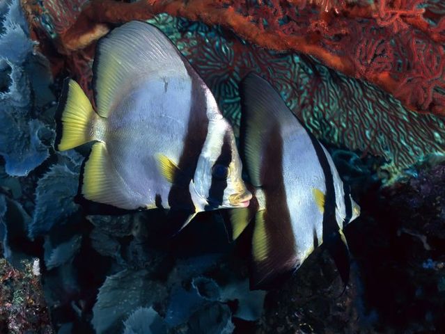 Australia – The Great Barrier Reef (43 pics)