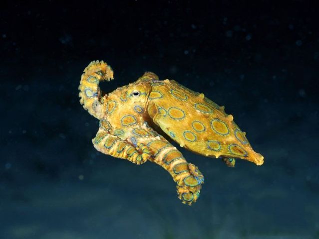 Australia – The Great Barrier Reef (43 pics)