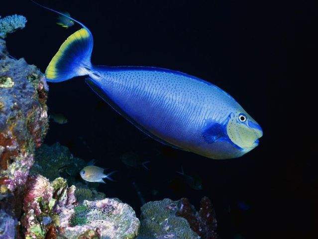 Australia – The Great Barrier Reef (43 pics)