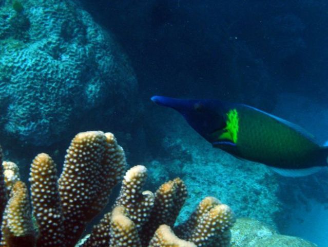 Australia – The Great Barrier Reef (43 pics)