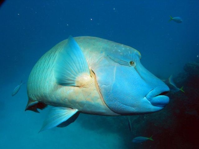 Australia – The Great Barrier Reef (43 pics)