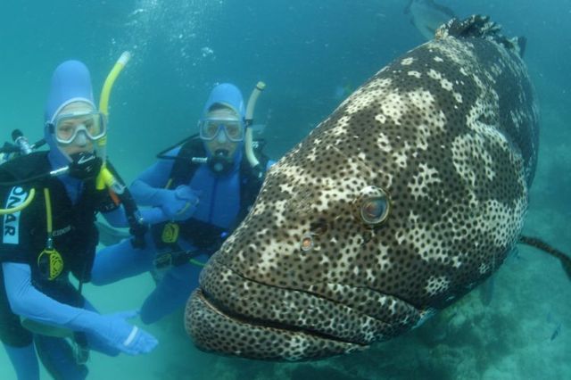 Australia – The Great Barrier Reef (43 pics)
