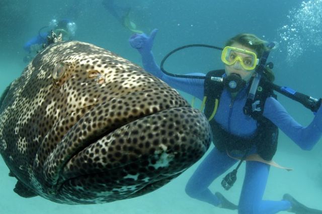 Australia – The Great Barrier Reef (43 pics)